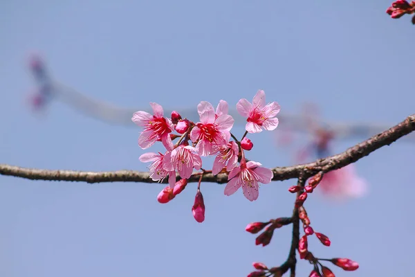 Prunus Cerasoides Sind Der Natur Schön Rosa — Stockfoto