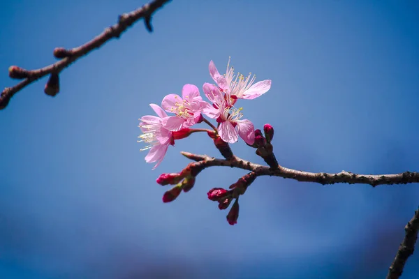 Prunus Cerasoides São Lindos Rosa Natureza — Fotografia de Stock