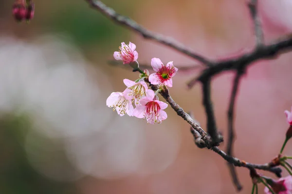 Prunus Cerasoides Beautiful Pink Nature North Thailand Flowering January February — Stock Photo, Image