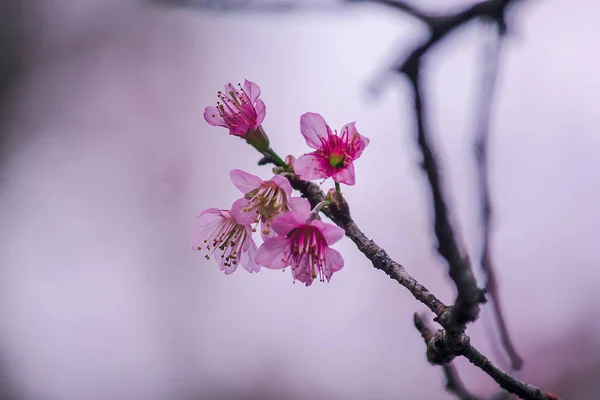 Prunus Cerasoides Ist Von Natur Aus Schön Rosa Norden Thailands — Stockfoto