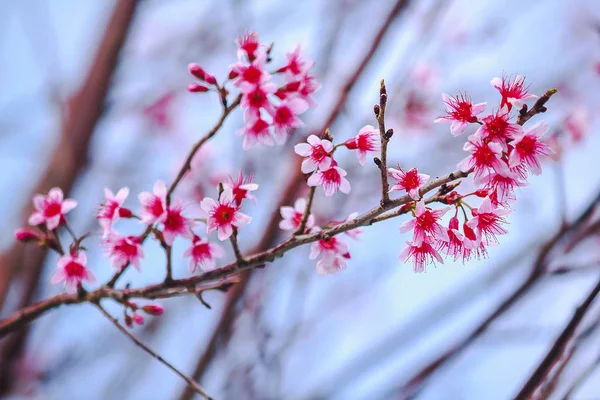 Prunus Cerasoides Ist Von Natur Aus Schön Rosa Norden Thailands — Stockfoto