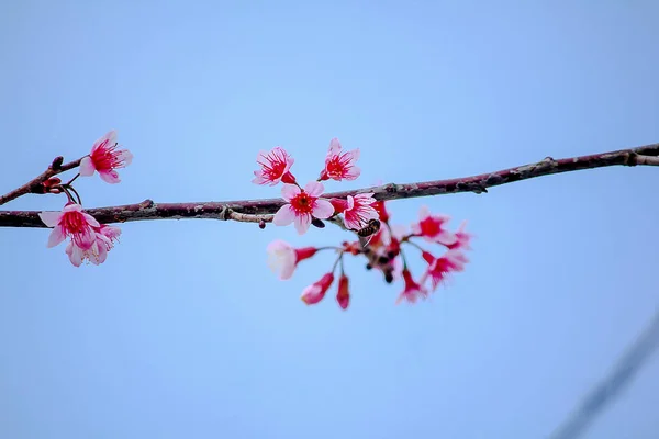 Prunus Cerasoides Beautiful Pink Nature North Thailand Flowering January February — Stock Photo, Image