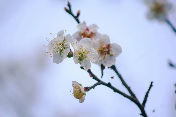 Prunus Cerasoides Sont Belles Roses Dans Nature Dans Nord Thaïlande — Photo