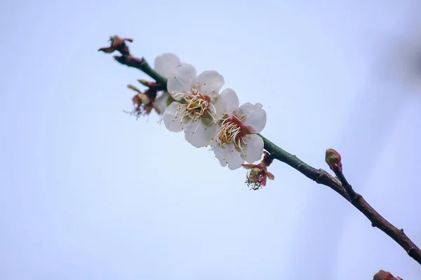 Prunus Cerasoides Ist Von Natur Aus Schön Rosa Norden Thailands — Stockfoto