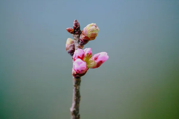 Prunus Cerasoides Beautiful Pink Nature North Thailand Flowering January February — Stock Photo, Image