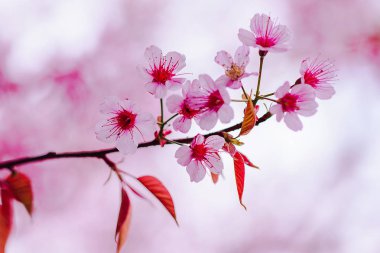 Prunus cerasoides güzel pembe doğada vardır. Tayland çiçeklenme sırasında Ocak - Şubat kuzeyinde