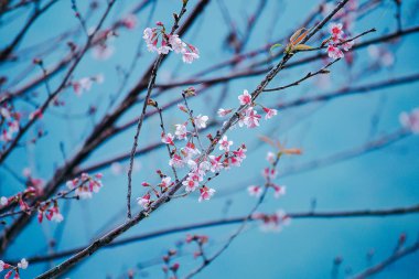 Prunus cerasoides güzel pembe doğada vardır. Tayland çiçeklenme sırasında Ocak - Şubat kuzeyinde