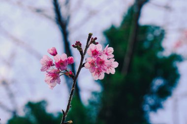 Prunus cerasoides güzel pembe doğada vardır. Tayland çiçeklenme sırasında Ocak - Şubat kuzeyinde
