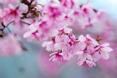 Prunus cerasoides güzel pembe doğada vardır. Tayland çiçeklenme sırasında Ocak - Şubat kuzeyinde