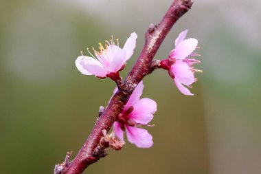 Prunus cerasoides güzel pembe doğada vardır. Tayland çiçeklenme sırasında Ocak - Şubat kuzeyinde
