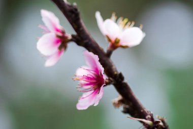 Prunus cerasoides güzel pembe doğada vardır. Tayland çiçeklenme sırasında Ocak - Şubat kuzeyinde