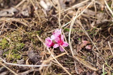 Prunus cerasoides güzel pembe doğada vardır. Tayland çiçeklenme sırasında Ocak - Şubat kuzeyinde