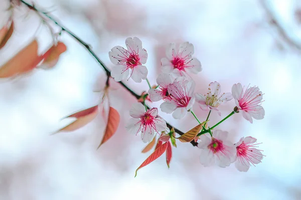 Prunus Cerasoides Sind Von Natur Aus Schön Rosa Norden Thailands — Stockfoto