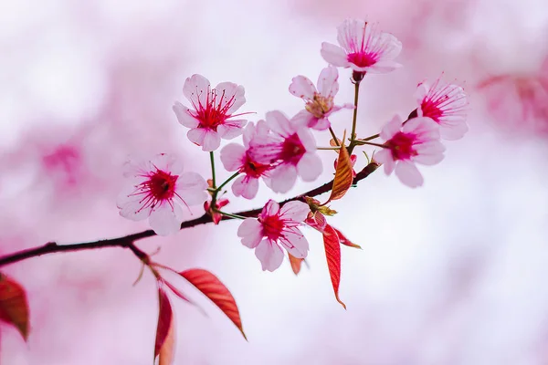 是大自然中美丽的粉红色 1月至2月期间 泰国北部开花 — 图库照片
