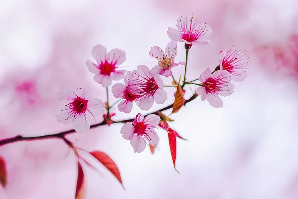 Prunus Cerasoides Sind Von Natur Aus Schön Rosa Norden Thailands — Stockfoto