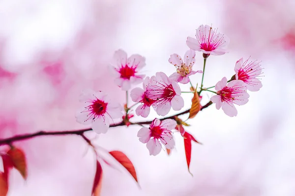 Prunus Cerasoides Sind Von Natur Aus Schön Rosa Norden Thailands — Stockfoto