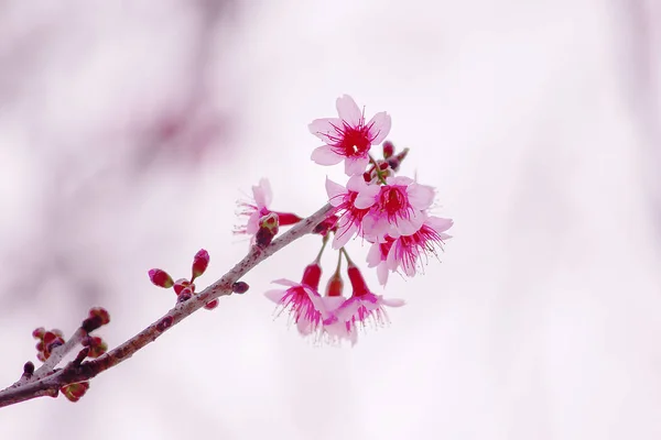是大自然中美丽的粉红色 1月至2月期间 泰国北部开花 — 图库照片