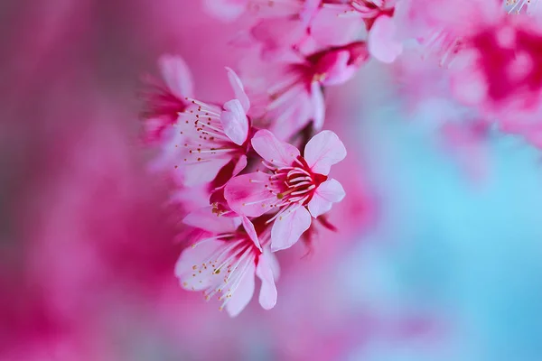 Prunus Cerasoides Sind Von Natur Aus Schön Rosa Norden Thailands — Stockfoto