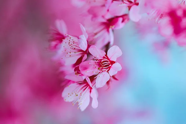 Prunus Cerasoides Sind Von Natur Aus Schön Rosa Norden Thailands — Stockfoto