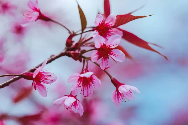 Prunus Cerasoides Sind Von Natur Aus Schön Rosa Norden Thailands — Stockfoto