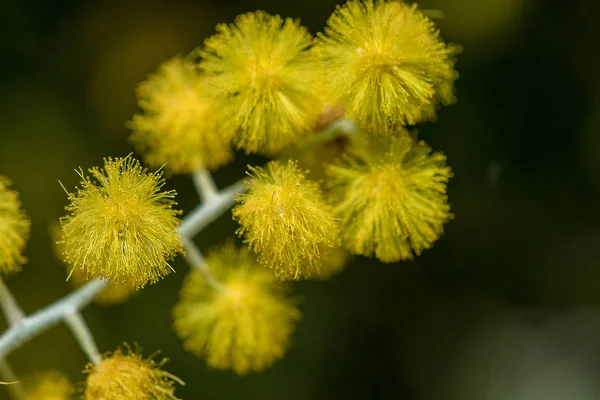 Akacja Podalyriifolia Żółte Kwiaty Lekki Zapach Okrągły Bukiet — Zdjęcie stockowe