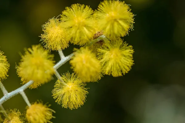 Akacja Podalyriifolia Żółte Kwiaty Lekki Zapach Okrągły Bukiet — Zdjęcie stockowe