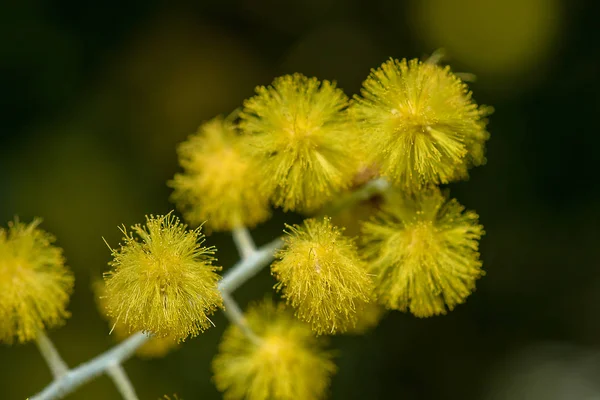 Acacia Podalyriifolia Flores Amarelas Fragrância Leve Buquê Redondo — Fotografia de Stock