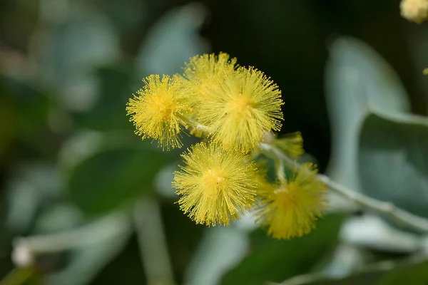 Acacia Podalyriifolia Flores Amarelas Fragrância Leve Buquê Redondo — Fotografia de Stock