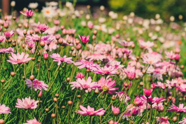 Bahçedeki pembe krizantem bloomingand renkli şekiller ile güzel bir çiçek olduğunu