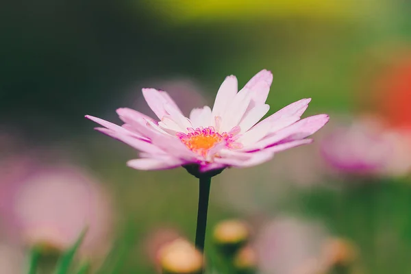 Розовый Хризантема Саду Цветет Красивый Цветок Красочными Формами — стоковое фото