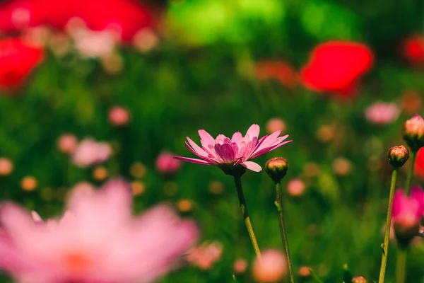 Pink Chrysanthemum Garden Blooming Beautiful Flower Colorful Shapes — стоковое фото