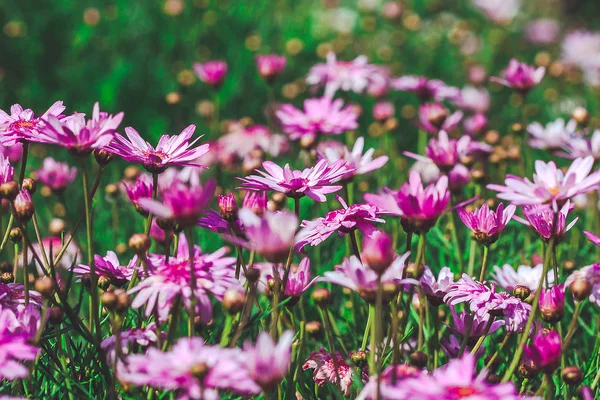 Pink Chrysanthemum in the garden is bloomingAnd a beautiful flower with colorful shapes