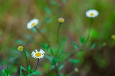 Yerdeki beyaz ve pembe çiçekler güzel çiçek