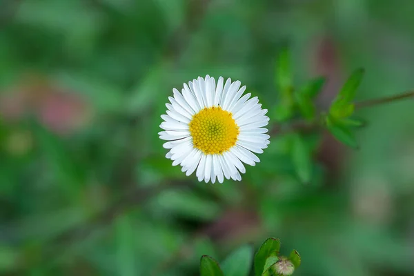 Bílé Růžové Květy Zemi Krásně Kvetoucí — Stock fotografie