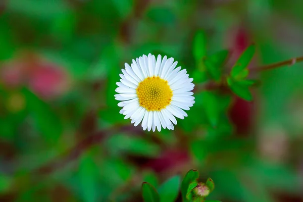 White Pink Flowers Ground Blooming Beautifully — Stock Photo, Image