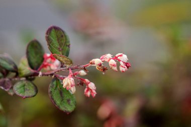 lezzetli olan bir çalı Doi Fundagiller Rose, ailesinin vaccinum eberhardtii dop var dür.