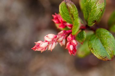 lezzetli olan bir çalı Doi Fundagiller Rose, ailesinin vaccinum eberhardtii dop var dür.