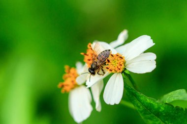 Arı polen İspanyol iğne üzerinde