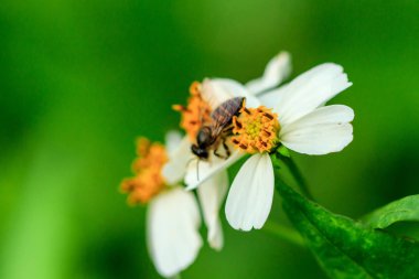 Arı polen İspanyol iğne üzerinde