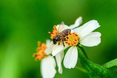 Arı polen İspanyol iğne üzerinde
