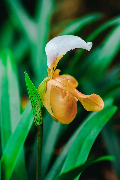 Paphiopedilum Gratrixianum Est Une Orchidée Genre Paphiopedilum Trouvé Laos — Photo