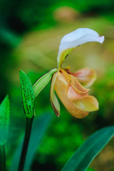 Paphiopedilum Gratrixianum Egy Nemzetség Paphiopedilum Orchidea Talált Laoszban — Stock Fotó