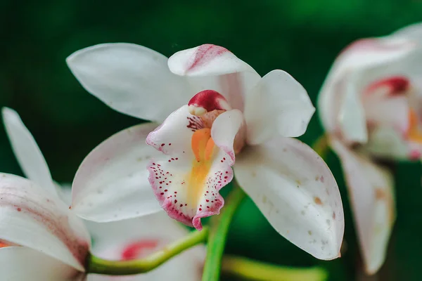 White Clay Orchids Full Bloom — Stock Photo, Image