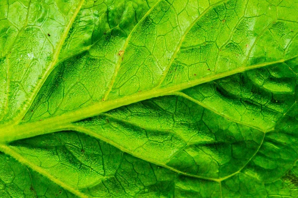 Zadní Straně Zelených Listů Krásnými Vzory — Stock fotografie