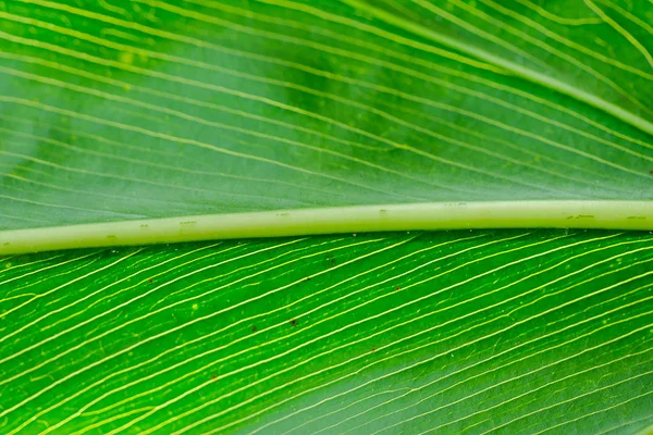 美しいパターンと緑の葉の裏 — ストック写真
