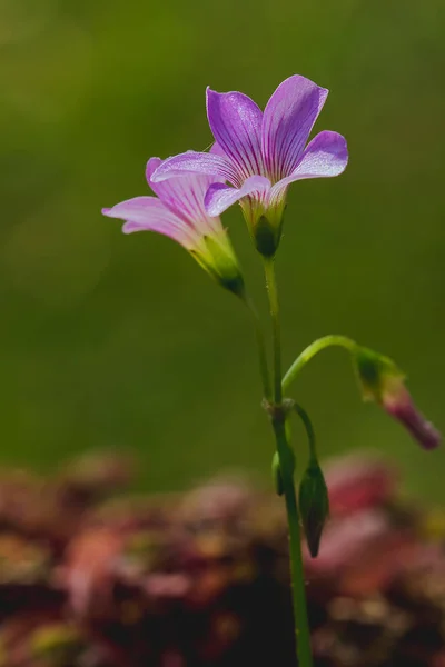 Oxalis Triangularis Природе Цветет — стоковое фото