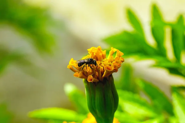 Méhecske Tagetes Erecta Növények Sárga Természet — Stock Fotó