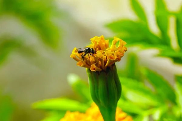 Méhecske Tagetes Erecta Növények Sárga Természet — Stock Fotó