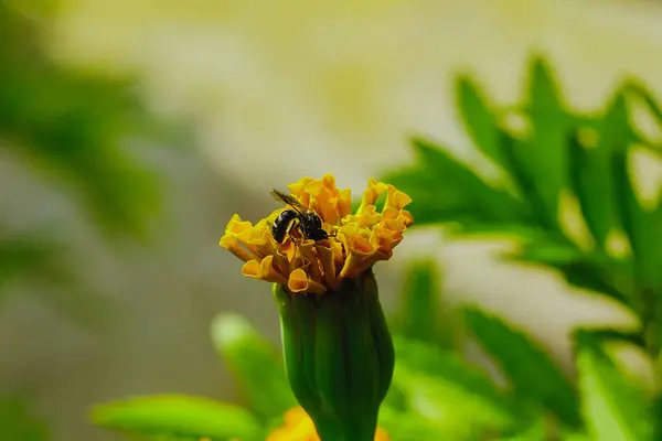 Abeja Tagetes Erecta Naturaleza Amarilla —  Fotos de Stock