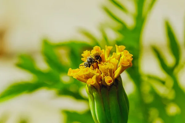 Бджола Тагетесі Ереванс Жовтий Природі — стокове фото